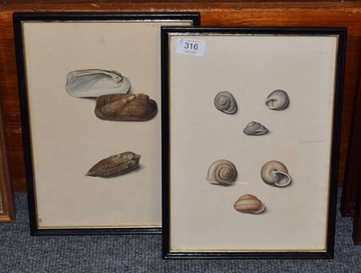 Lot 316 - J * Gibsone? ''H. cicalricosa'' Study of shells, together with a further example by the same...