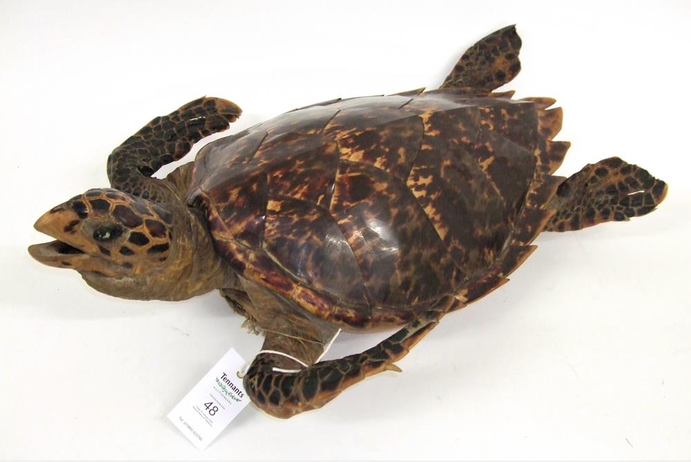 Lot 3000 - Taxidermy: Hawksbill Sea Turtle (Eretmochelys imbricata), circa 1920, full mount with head...