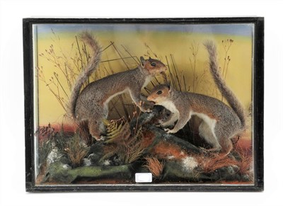 Lot 3001 - Taxidermy: A Late Victorian Cased Pair of Grey Squirrels (Sciurus carolinensis), by Edward Fortnum
