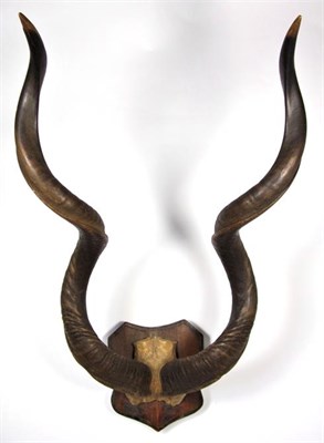 Lot 3003 - Antlers/Horns: Cape Greater Kudu, circa late 19th century, horns on upper skull cap, right horn...