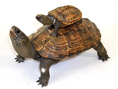 Lot 3004 - Taxidermy: Aquatic Turtle, circa 1900, a full mount adult stood with head raised, a juvenile...