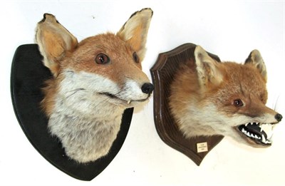 Lot 3005 - Taxidermy: Two Red Fox Masks (Vulpes vulpes), circa 1986 & 1992, adult fox mask looking...