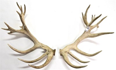 Lot 3006 - Antlers/Horns: An Impressive Pair of Cast Red Deer Antlers, (Cervus elaphus), a large...