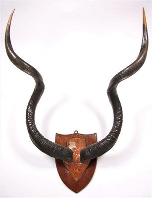 Lot 3008 - Antlers/Horns: A Selection of Trophy Horns & Antlers, a set of Cape Greater Kudu horns on...