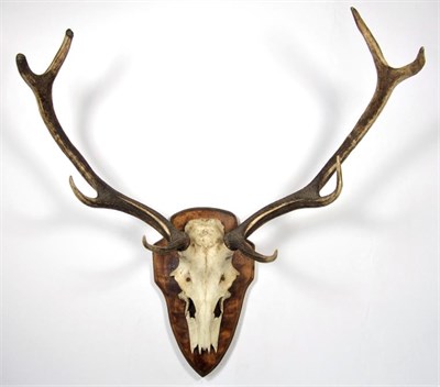 Lot 3008 - Antlers/Horns: A Selection of Trophy Horns & Antlers, a set of Cape Greater Kudu horns on...
