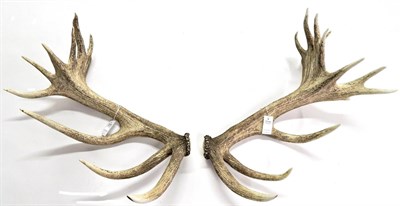 Lot 3009 - Antlers/Horns: An Impressive Pair of Cast Red Deer Antlers, (Cervus elaphus), a large...