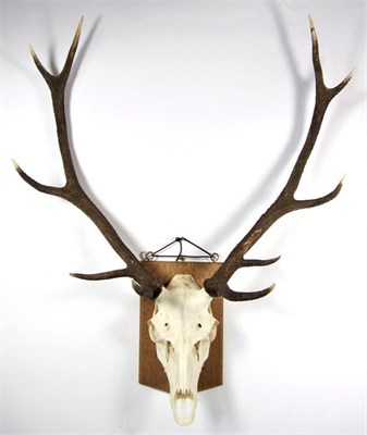 Lot 3011 - Antlers/Horns: European Red Deer (Cervus elaphus), circa late 20th century, adult stag antlers...