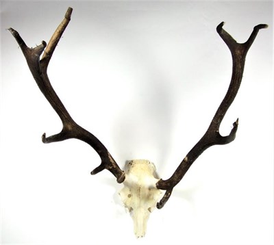 Lot 3011 - Antlers/Horns: European Red Deer (Cervus elaphus), circa late 20th century, adult stag antlers...