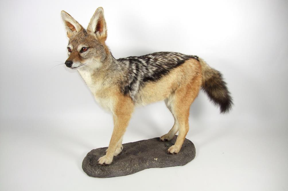 Lot 3012 - Taxidermy: Black-Backed Jackal (Canis mesomelas), modern, a high quality full mount stood upon...