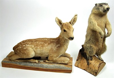 Lot 3014 - Taxidermy: Juvenile Alpine Marmot & Fallow Deer Fawn, circa late 20th century, a full mount...
