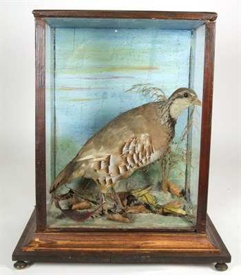 Lot 3015 - Taxidermy: A Cased Red-Legged Partridge (Alectoris rufa), a full mount adult stood upon painted...