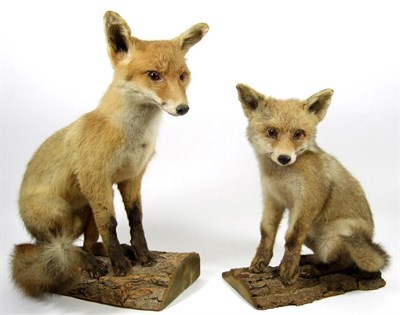 Lot 3016 - Taxidermy: European Countryside Animals, circa late 20th century, two full mount Juvenile Red...