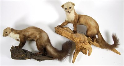 Lot 3016 - Taxidermy: European Countryside Animals, circa late 20th century, two full mount Juvenile Red...