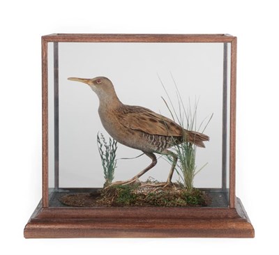 Lot 3018 - Taxidermy: A Cased Water Rail (Rallus aquaticus), a full mount adult stood upon grit covered...