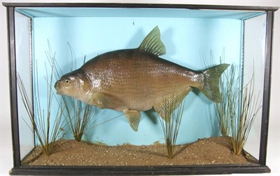 Lot 3019 - Taxidermy: A Large Cased Common Bream (Abramis brama), circa late 20th century, a large...