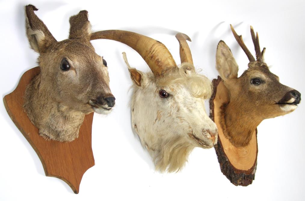Lot 3020 - Taxidermy: Roe Deer & Domestic White Goat, circa late 20th century, a Roebuck neck mount...