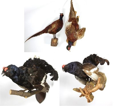 Lot 3021 - Taxidermy: European Game Birds, circa late 20th century, two full mount adult Black Grouse cock...