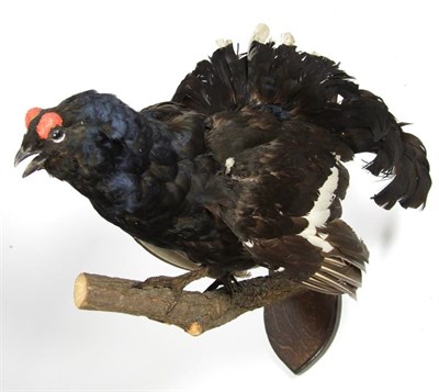 Lot 3021 - Taxidermy: European Game Birds, circa late 20th century, two full mount adult Black Grouse cock...