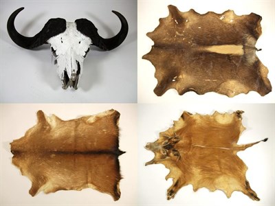 Lot 3022 - Horns/Hides: Cape Buffalo Skull (Syncerus caffer), circa late 20th century, large adult horns...