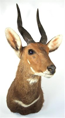 Lot 3023 - Taxidermy: Cape Bushbuck (Tragelaphus sylvaticus), modern, adult male shoulder mount with head...