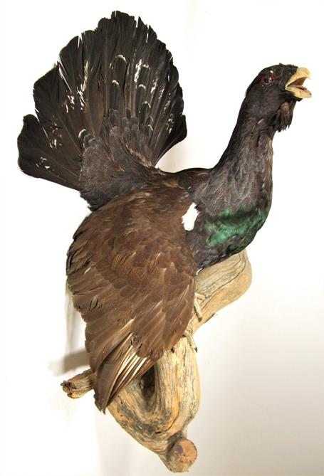 Lot 3024 - Taxidermy: European Capercaillie (Tetrao urogallus), circa late 20th century, large full mount cock