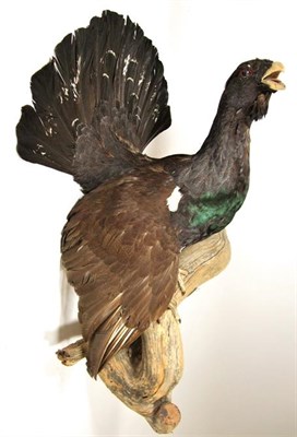 Lot 3024 - Taxidermy: European Capercaillie (Tetrao urogallus), circa late 20th century, large full mount cock