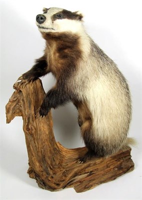 Lot 3027 - Taxidermy: European Countryside Animals, circa late 20th century, a full mount adult Badger...