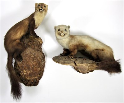 Lot 3027 - Taxidermy: European Countryside Animals, circa late 20th century, a full mount adult Badger...