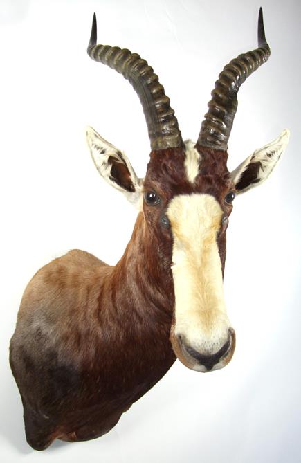 Lot 3028 - Taxidermy: Blesbok (Damaliscus pygargus phillipsi), modern, shoulder mount facing to the right,...
