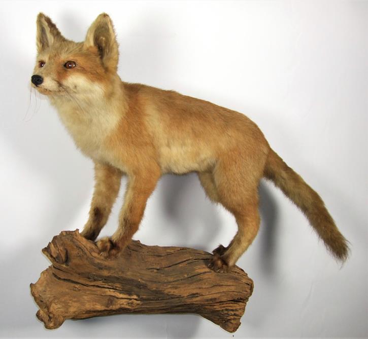 Lot 3029 - Taxidermy: A Juvenile Red Fox (Vulpes vulpes), circa late 20th century, a full mount juvenile...