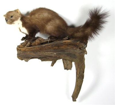 Lot 3030 - Taxidermy: European Countryside Animals and Bird, circa late 20th century, a full mount adult...
