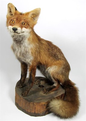 Lot 3030 - Taxidermy: European Countryside Animals and Bird, circa late 20th century, a full mount adult...