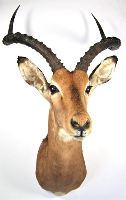 Lot 3031 - Taxidermy: Common Impala (Aepyceros melampus), modern, high quality shoulder mount looking straight