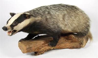 Lot 3032 - Taxidermy: European Badger & Greylag Goose, circa late 20th century, a full mount adult Badger...
