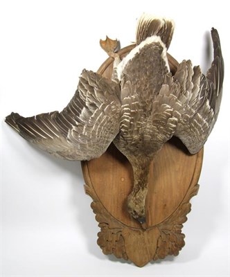 Lot 3032 - Taxidermy: European Badger & Greylag Goose, circa late 20th century, a full mount adult Badger...