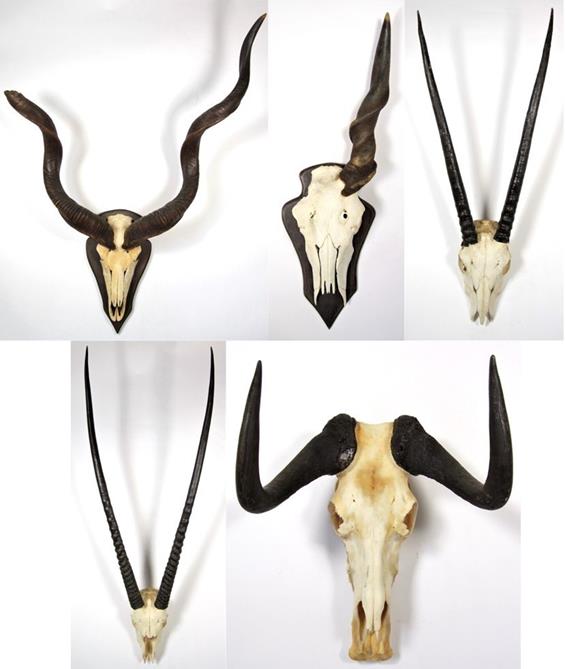 Lot 3033 - Antlers/Horns: African Hunting Trophy Horns, circa 1980's, a selection of various trophy horns...