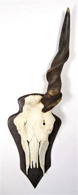 Lot 3033 - Antlers/Horns: African Hunting Trophy Horns, circa 1980's, a selection of various trophy horns...