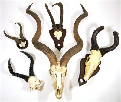 Lot 3036 - Antlers/Horns: African Hunting Trophy Horns, circa 1980's, a selection of various trophy horns...