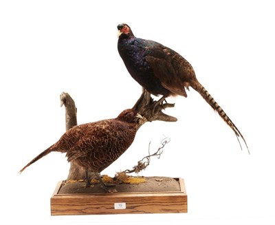 Lot 3037 - Taxidermy: A Pair of Melanistic Pheasants (Phasianus colchicus), modern, by George C. Jamieson,...