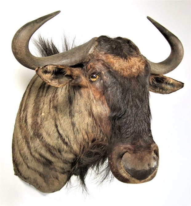Lot 3038 - Taxidermy: Blue Wildebeest (Connochaetes taurinus), modern, high quality shoulder mount with...