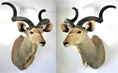Lot 3039 - Taxidermy: Cape Greater Kudu (Strepsiceros strepsiceros), modern, South Africa, high quality...