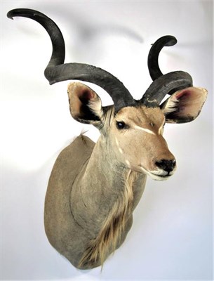 Lot 3039 - Taxidermy: Cape Greater Kudu (Strepsiceros strepsiceros), modern, South Africa, high quality...