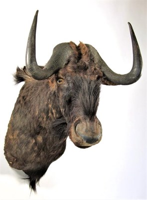 Lot 3041 - Taxidermy: Black Wildebeest (Connochaetes gnou), modern, high quality shoulder mount, facing...