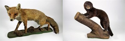 Lot 3043 - Taxidermy: European Red Fox and Mink, circa late 20th century, a full mount adult Red fox in...