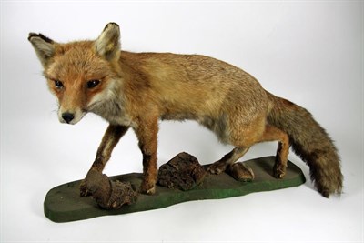Lot 3043 - Taxidermy: European Red Fox and Mink, circa late 20th century, a full mount adult Red fox in...