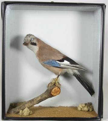 Lot 3044 - Taxidermy: A Cased Jay & Cased Magpie, circa early 20th century, a full mount adult Jay,...