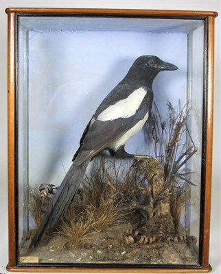 Lot 3044 - Taxidermy: A Cased Jay & Cased Magpie, circa early 20th century, a full mount adult Jay,...