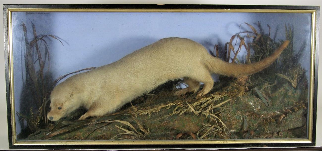 Lot 3045 - Taxidermy: A Late Victorian Cased European Otter (Lutra lutra), a full mount adult with head...
