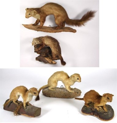 Lot 3047 - Taxidermy: European Countryside Animals, circa late 20th century, a varied selection to include - a