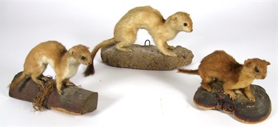 Lot 3047 - Taxidermy: European Countryside Animals, circa late 20th century, a varied selection to include - a